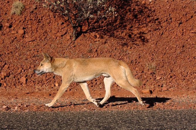 dingo, marsupial extinctions