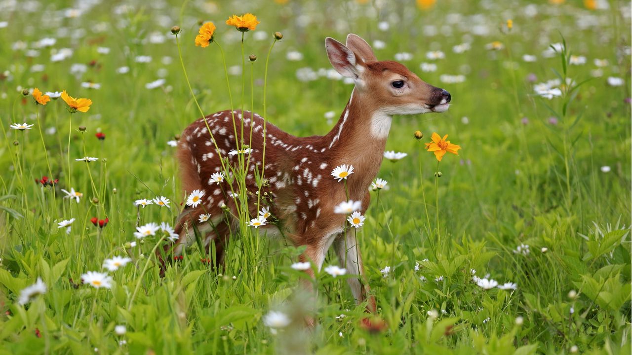 Deer-resistant spring bulbs