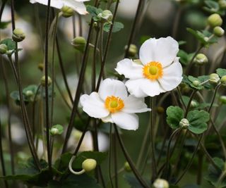 White Japanese anemones