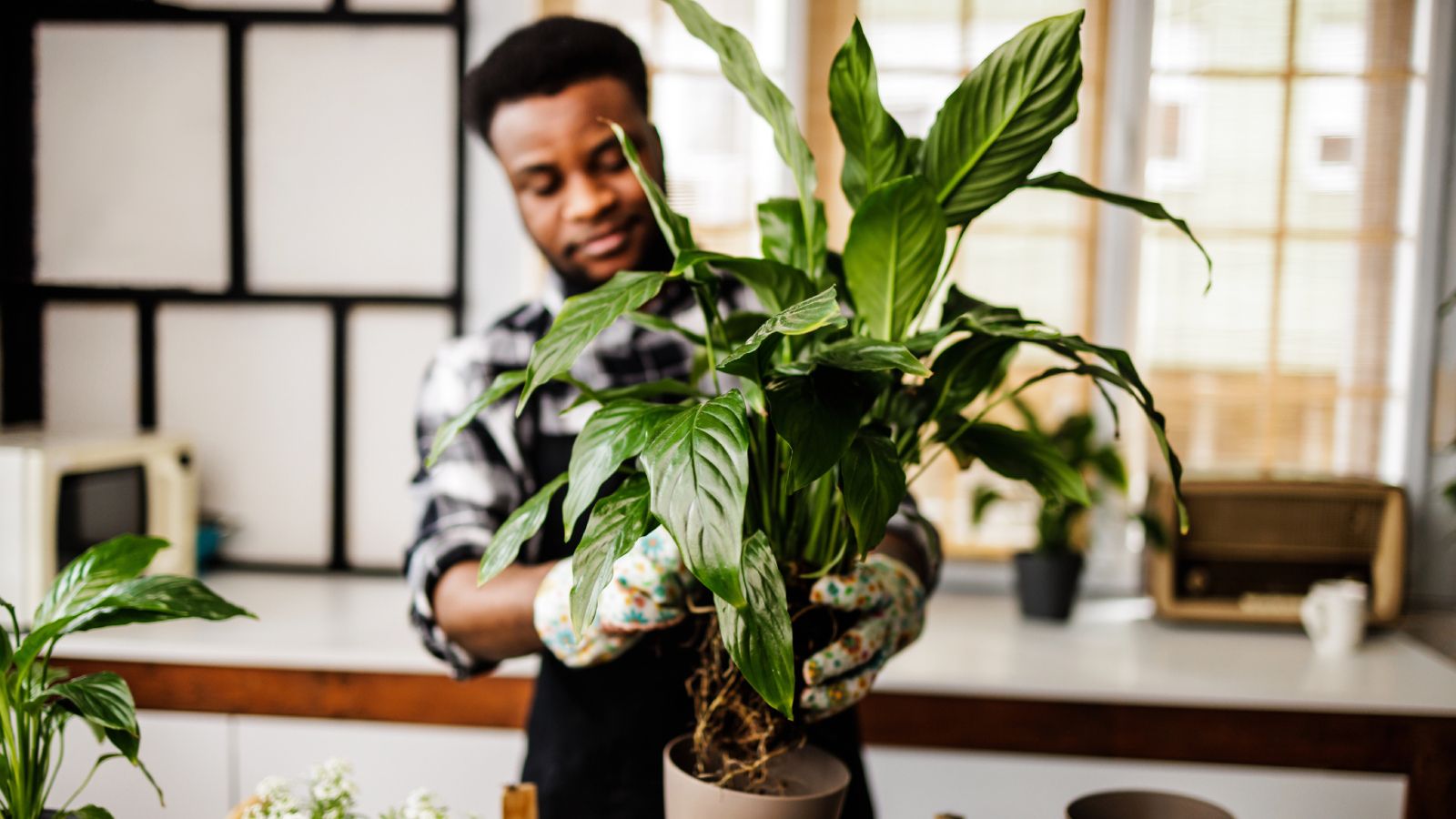 Man repotting houseplants brought indoors