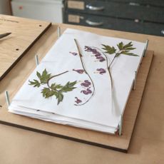 flowers of dicentra arranged in a flower press ready for pressing