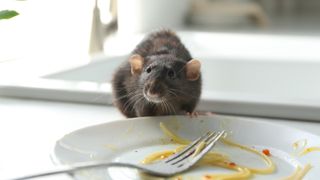 Rat eating off a dirty plate in kitchen