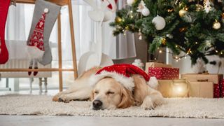 A Golden Retriever sleeping in front of a Christmas tree wearing a Santa hat