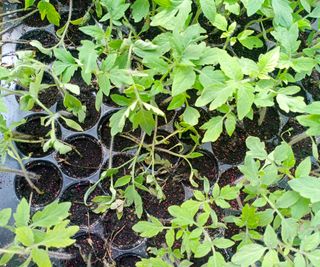 tomato seedlings showing signs of damping off