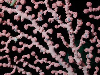 This bubblegum coral species forms colonies on the ocean floor to depths as great as 4,921 feet (1,500 meters). The structures appear in hues from bright red, orangish pink and pale pink to white in photographs taken using artificial light. (This image was taken on May 21, 2002 on Davidson Seamount.)