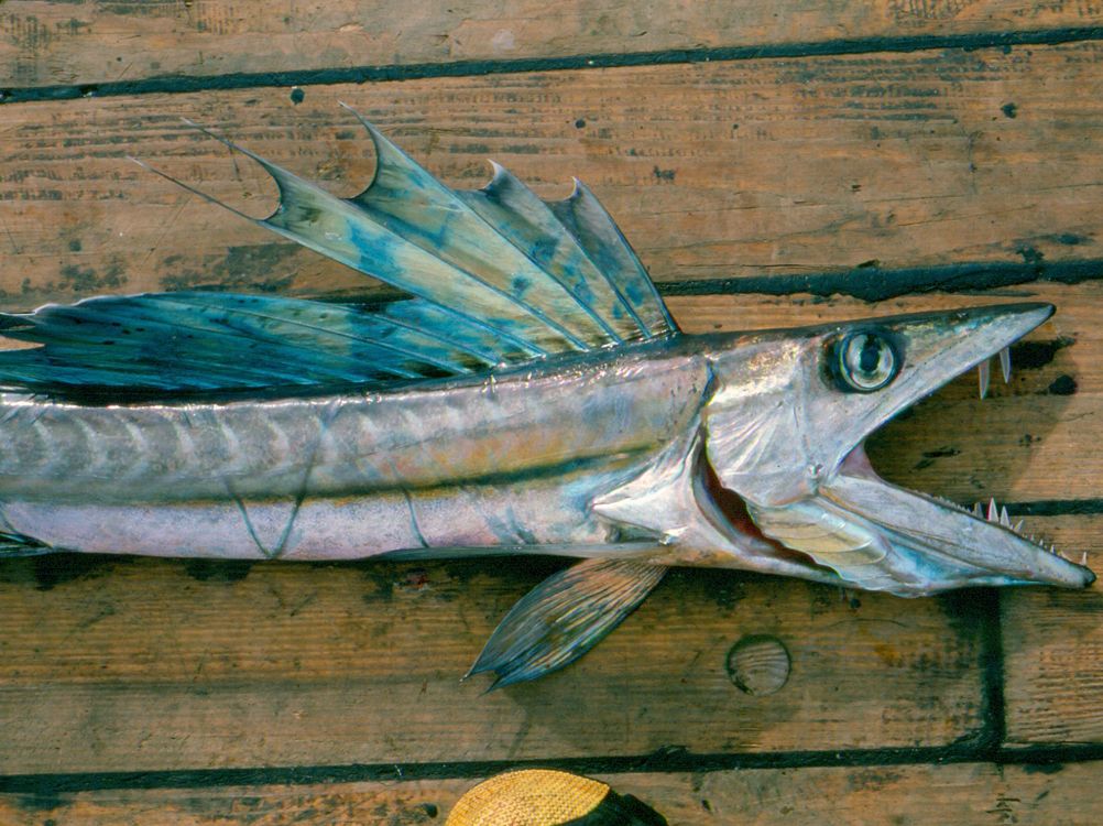 lancetfish