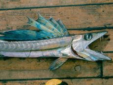 lancetfish