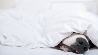 Great dane nose under a blanket