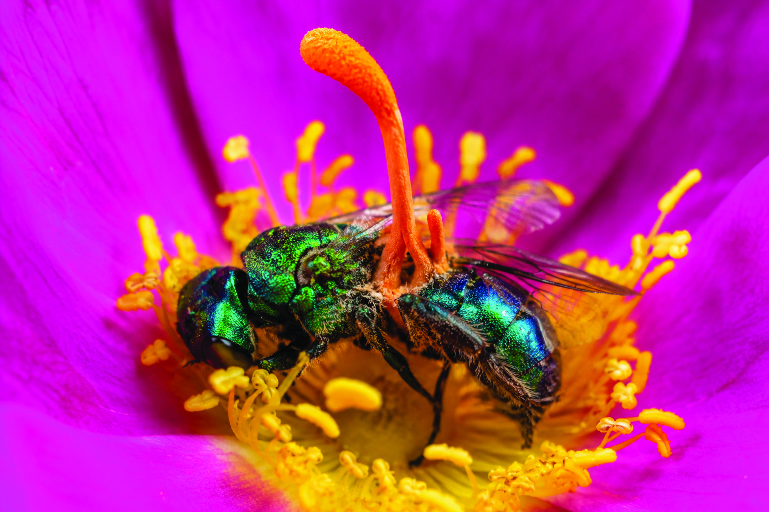 Nature's Hijack