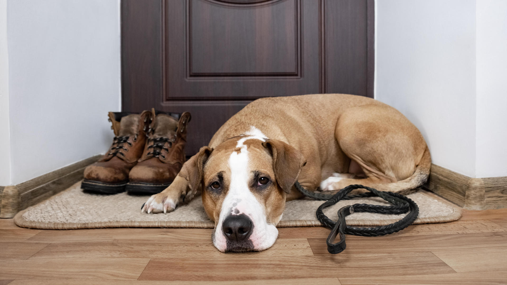 Dog waiting by door for walk with leash and boots
