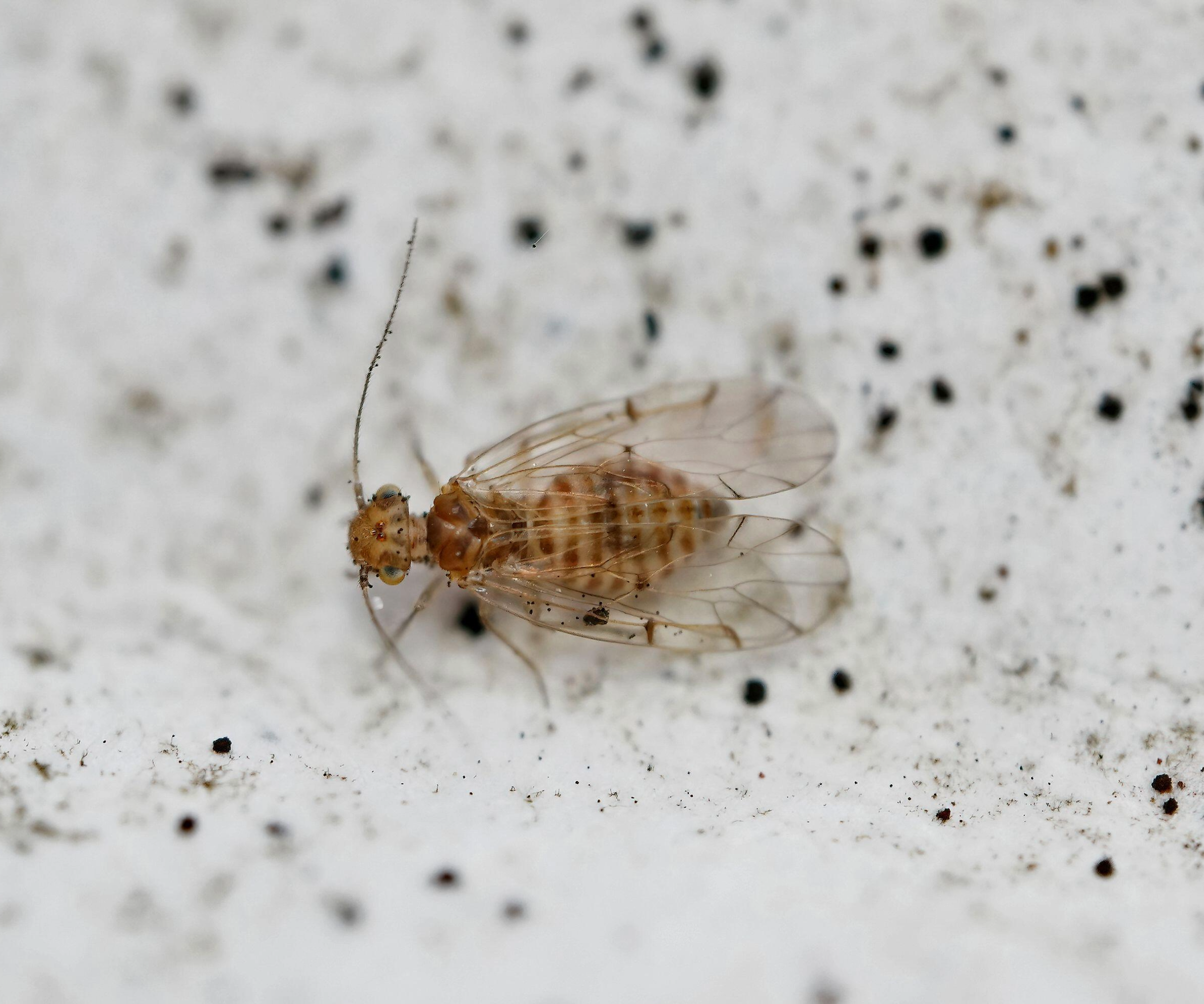 Close up of a booklice