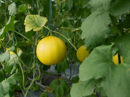 A Honeydew Melon Plant