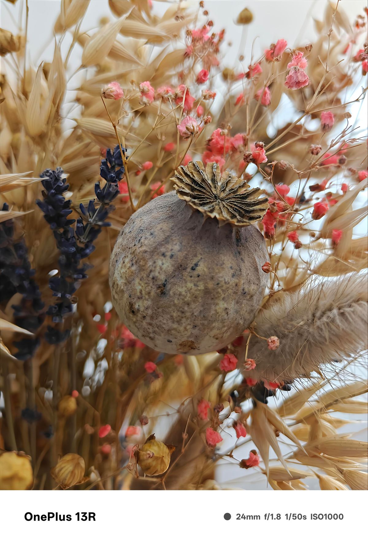 Close up of a dried thistle bulb surrounded by other dried flowers