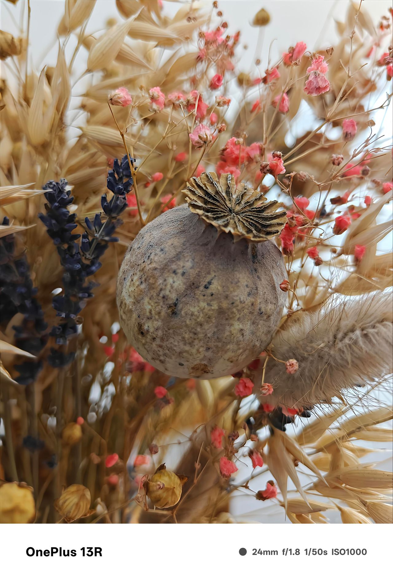 Close up of a dried thistle bulb surrounded by other dried flowers