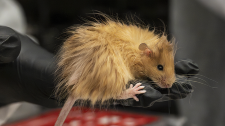 A gloved hand holds up a genetically engineered mouse with long, golden-brown hair.