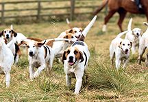 Pendle-Hounds.jpg