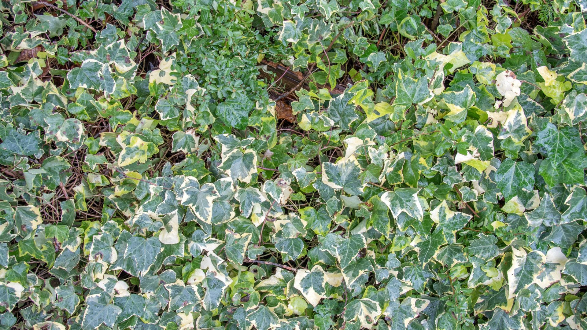 picture weeds and ivy covering winter garden floor