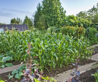 Vegetable patch