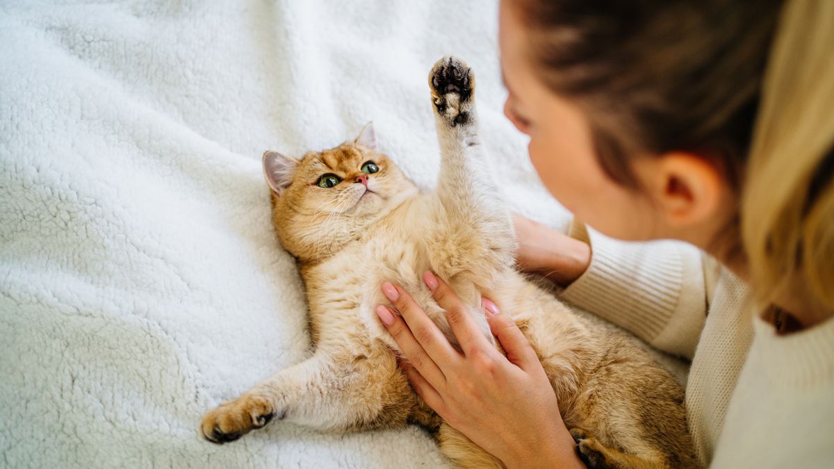 Woman playing with cat lying on it&#039;s back