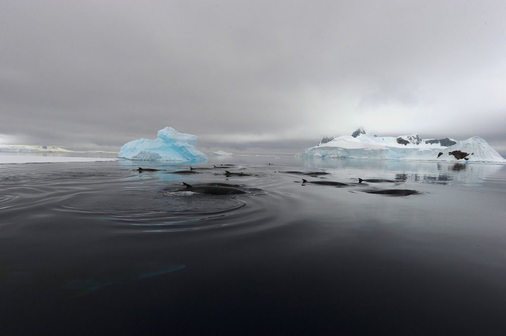 minke whale