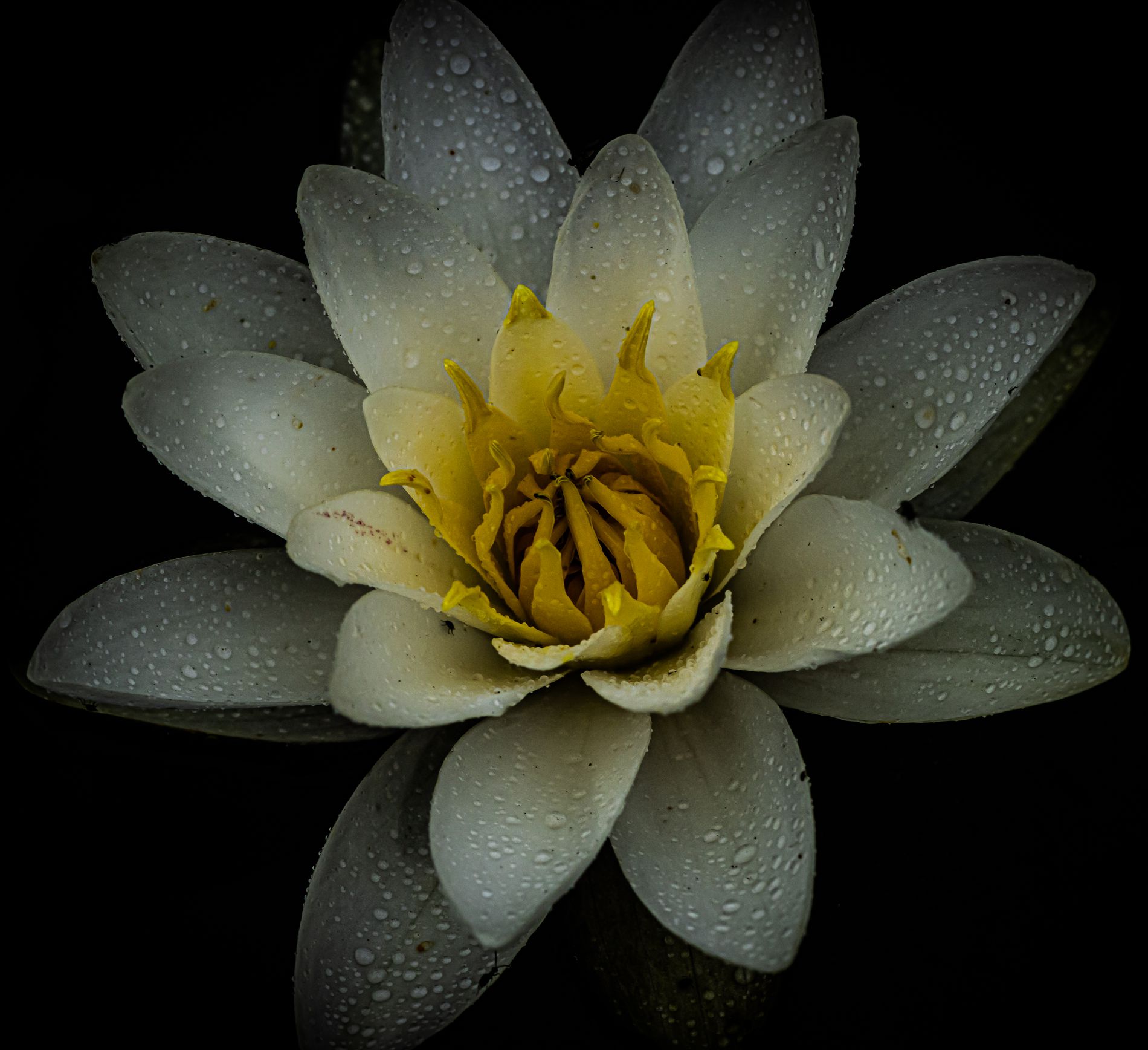 GuruShots - Nature March 2026