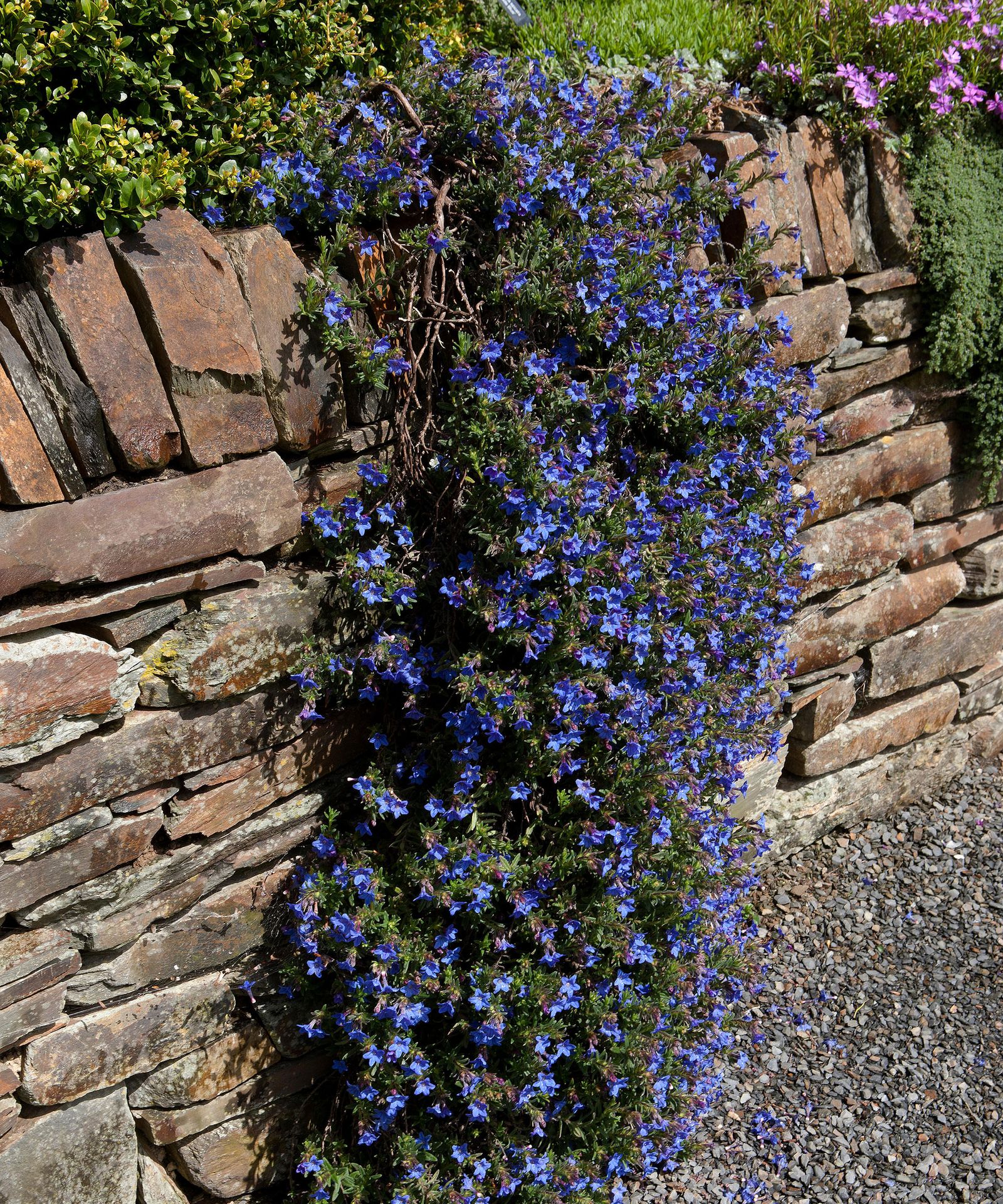 Plants for retaining walls 12 ways to brighten your boundary