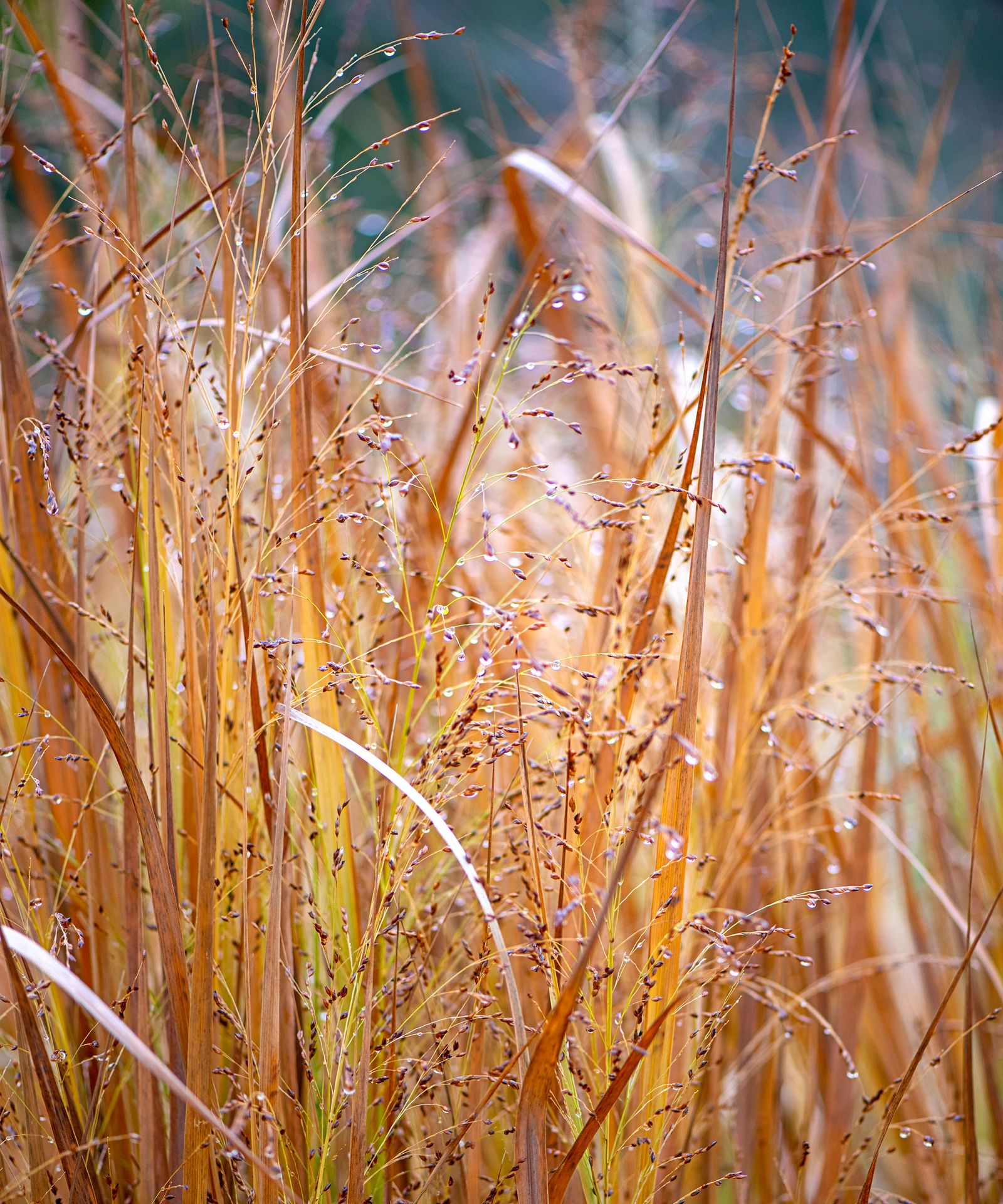 Ornamental Grasses To Cut Back In February - 7 To Prune 