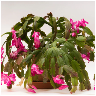 Pink Christmas Cactus from Garden Goods Direct