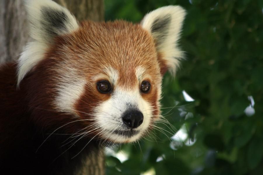 Red panda heartbreakingly clings to dead sister after Chinese earthquake