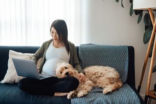 Dog relaxing on woman who is pregnant