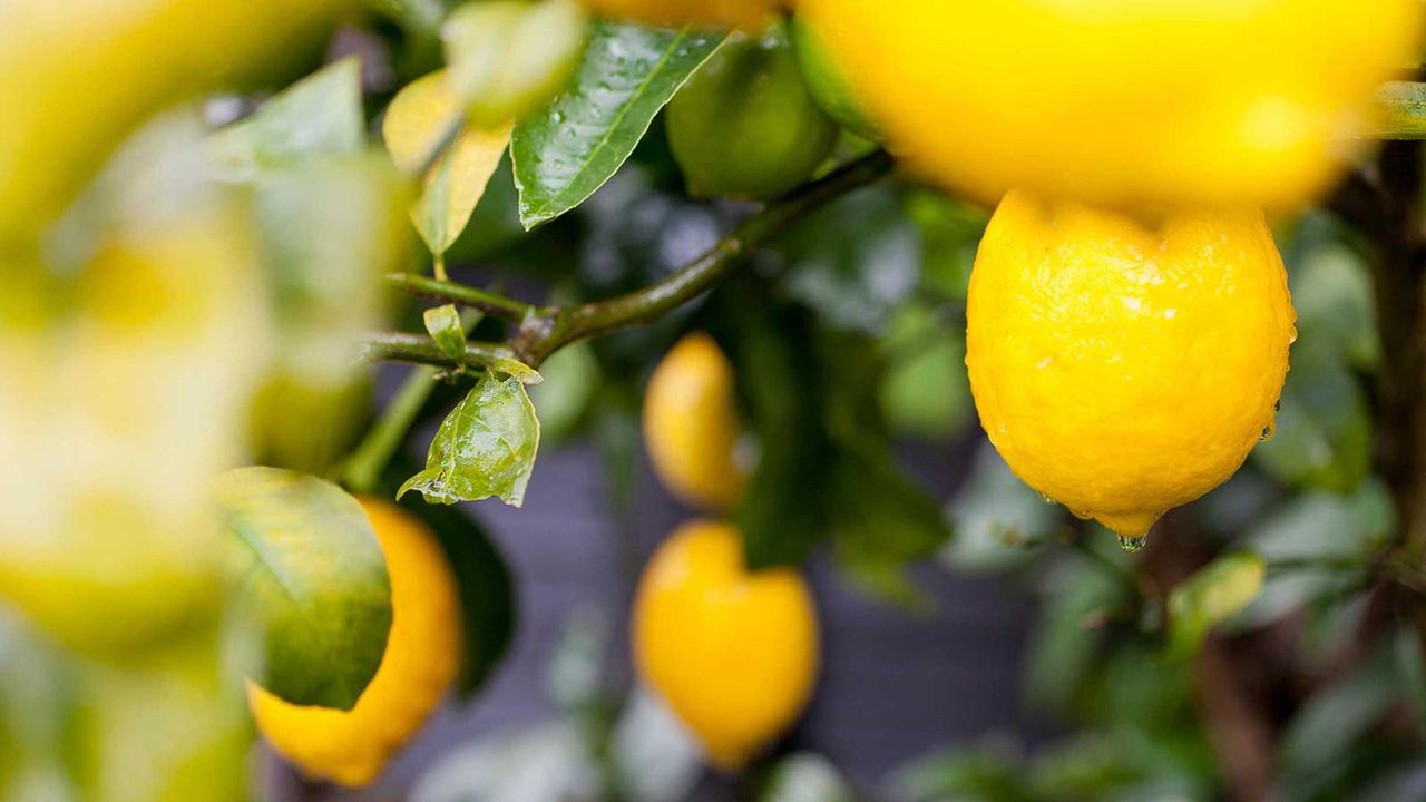 lemons growing on a tree