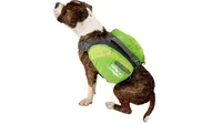 best dog pack