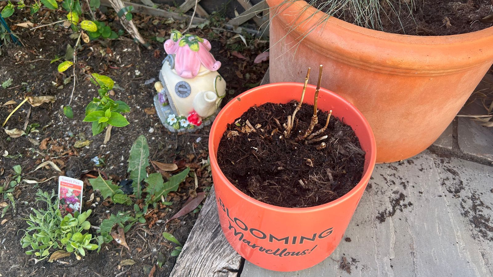 Potted hydrangea plant in new location in garden