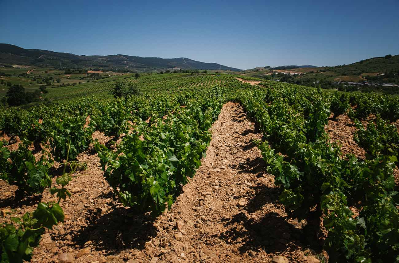 DO Bierzo in Castilla y Le&oacute;n region, Spain