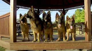 Pack of German Shepherds