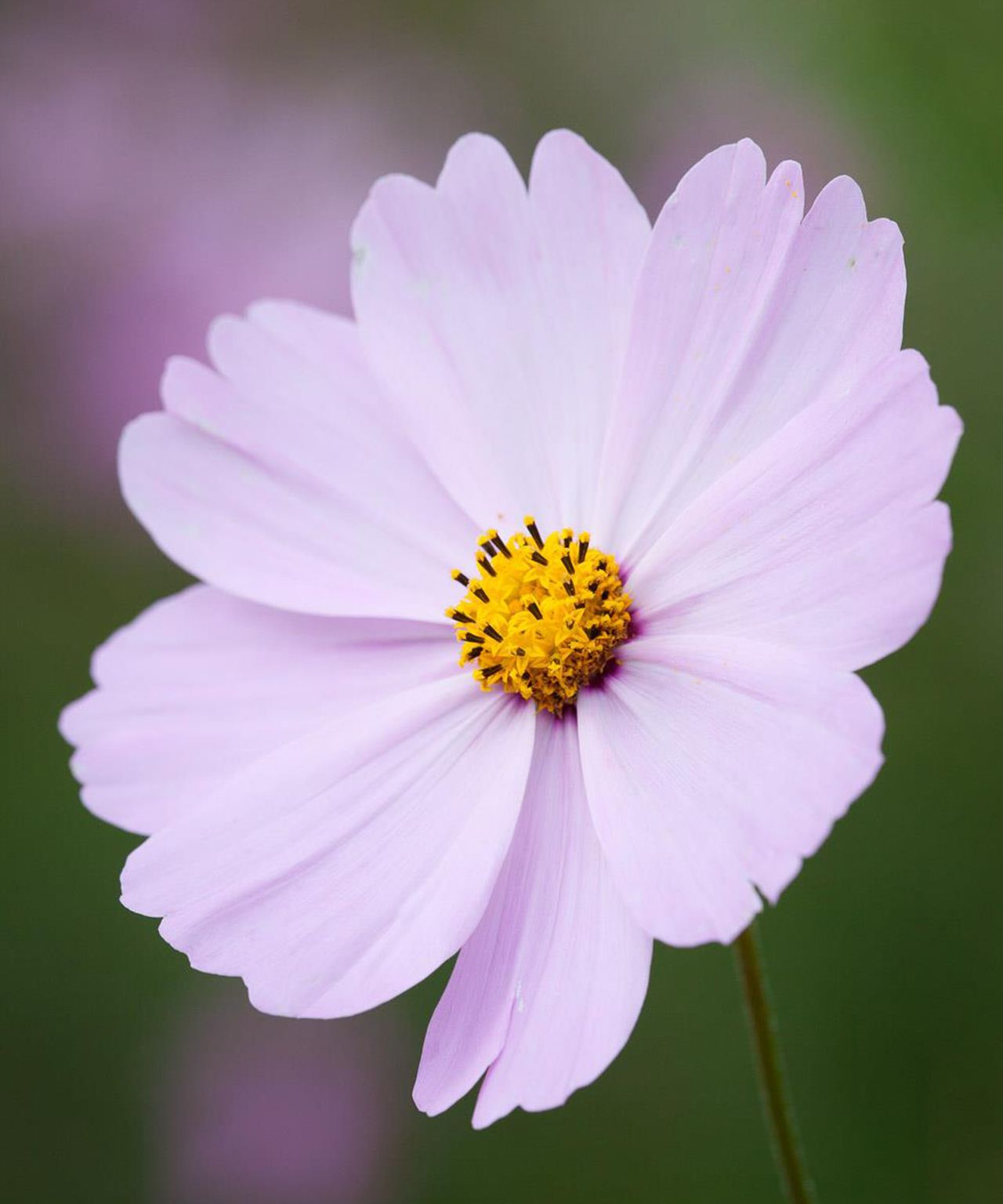 Types of cosmos: 15 beautiful varieties to grow | Gardeningetc