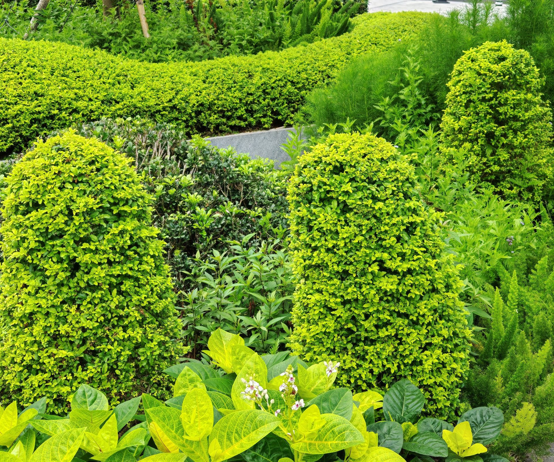 Бирючина с желтой листвой куст бирючины с лимонно-желтыми листьями, аккуратно подстриженный в виде шара