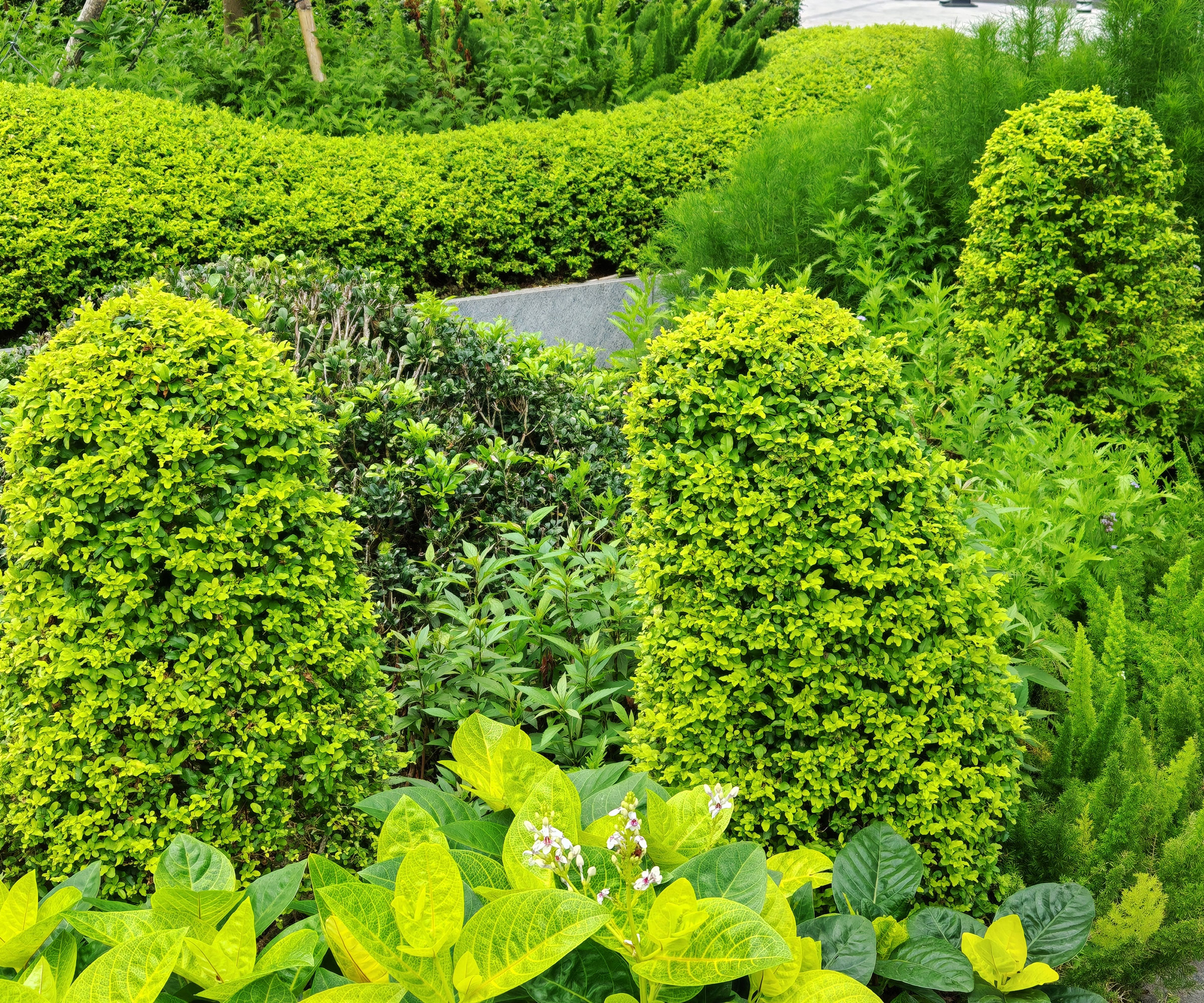 privet lemon lime and clippers variety trimmed into round shapes in garden