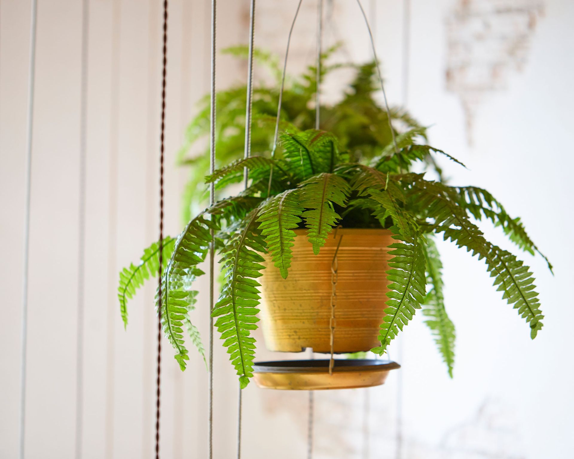 The hardest house plants to keep alive Homes & Gardens