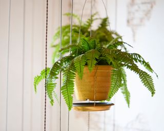 Hardest houseplants to keep alive boston fern