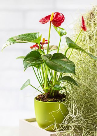 Anthurium andraeanum houseplant