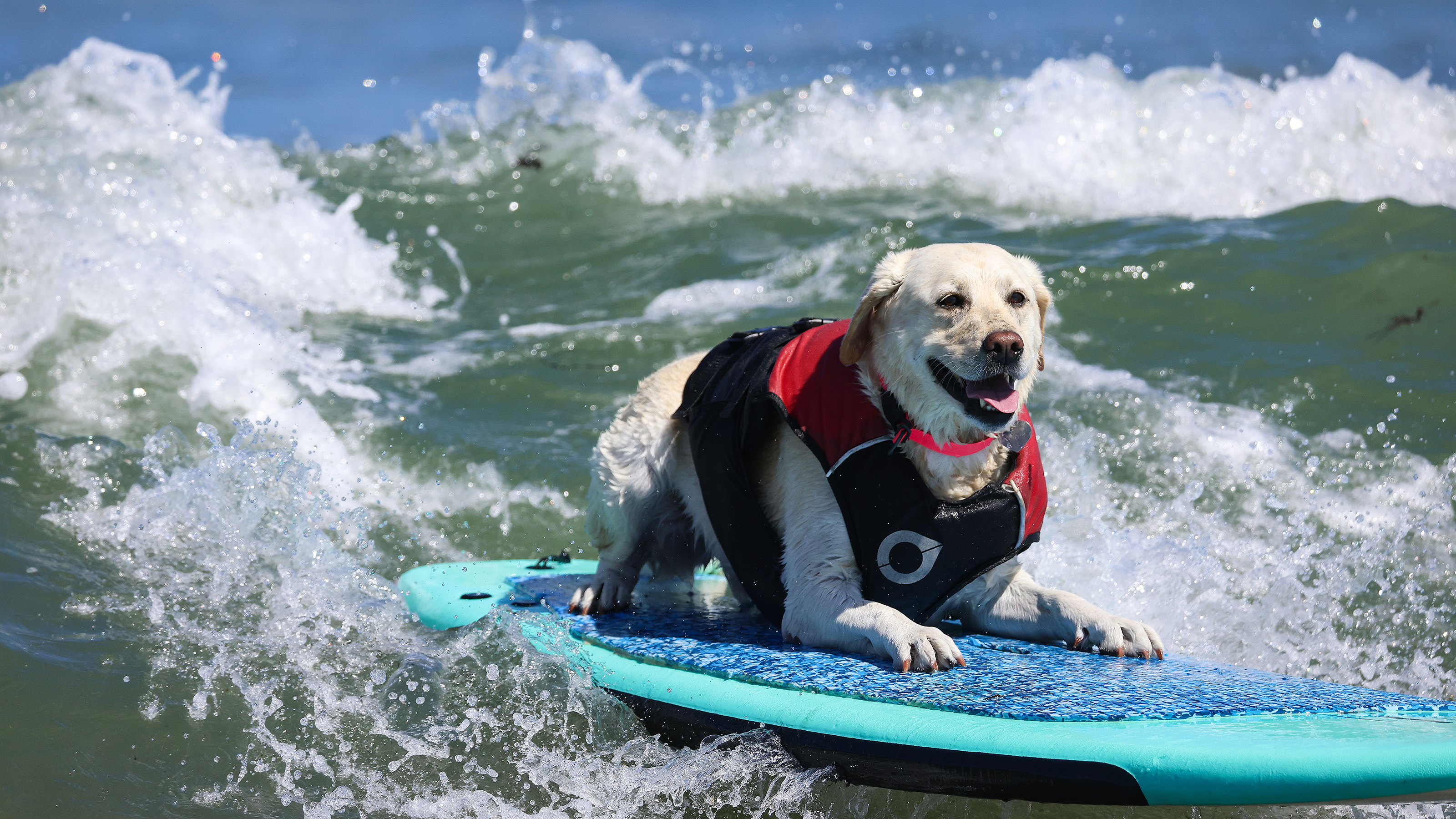 PACIFICA, CALIFORNIA - AUGUST 01: Rippin' Rosie competes in the World Dog Surfing Championships on August 01, 2026 in Pacifica, California. Over a dozen dogs competed in several categories on Saturday including surfing, stand-up paddle boarding and tandem surfs. (Photo by Heather Diehl/Getty Images)