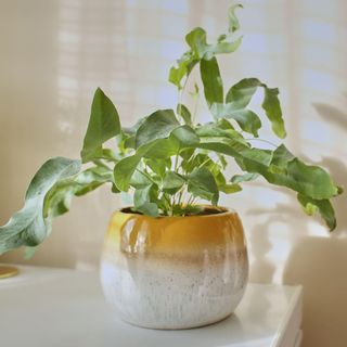 PHLEBODIUM AUREUM (BLUE STAR FERN) in yellow pot