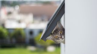 Cat peeking out of cat flap