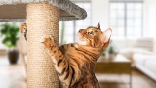 Bengal using scratching post