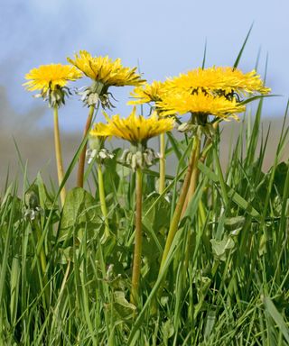 Yellow dandelion weeds growing up out of a lawn during warm weather