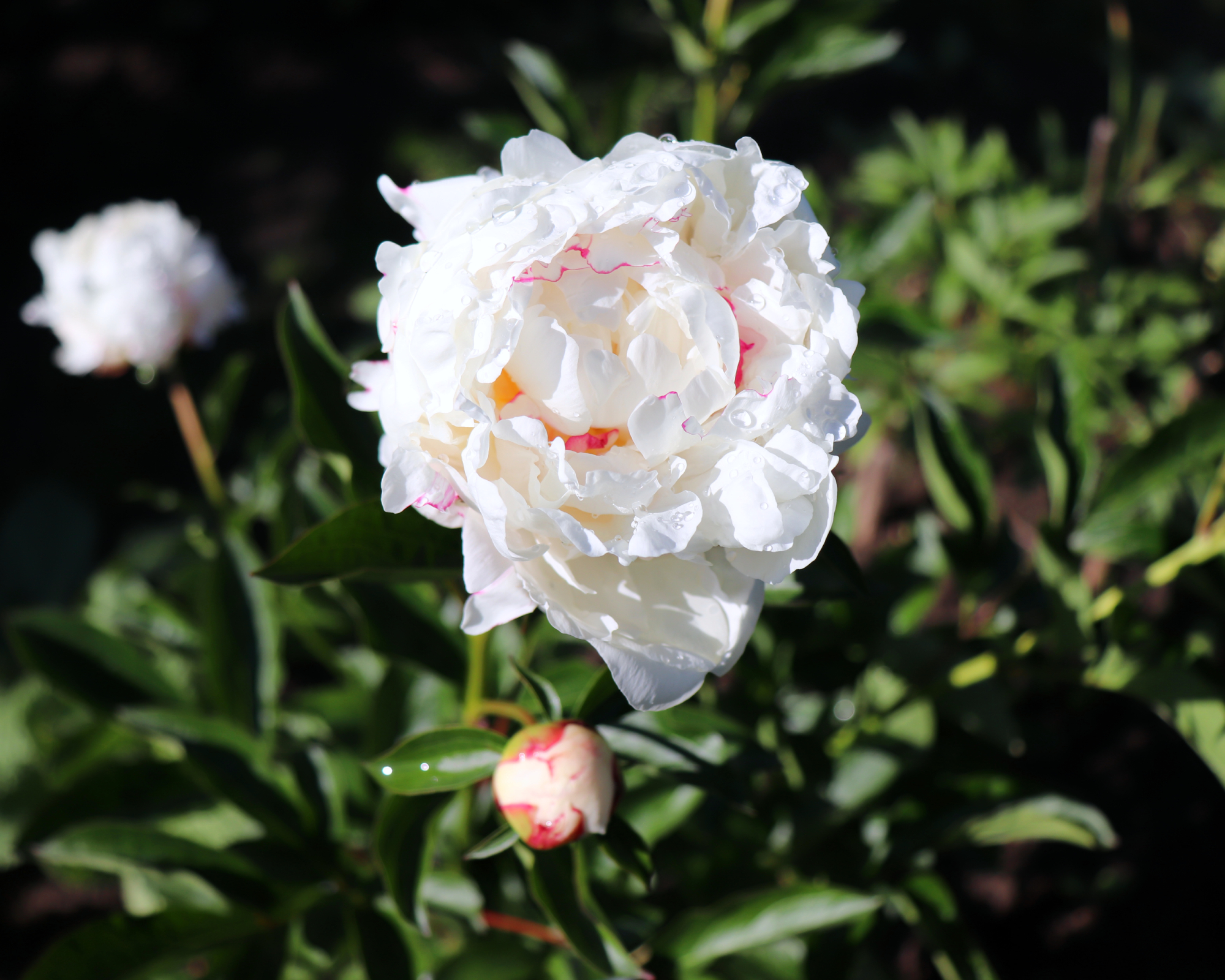 White peony bloom with pink inside
