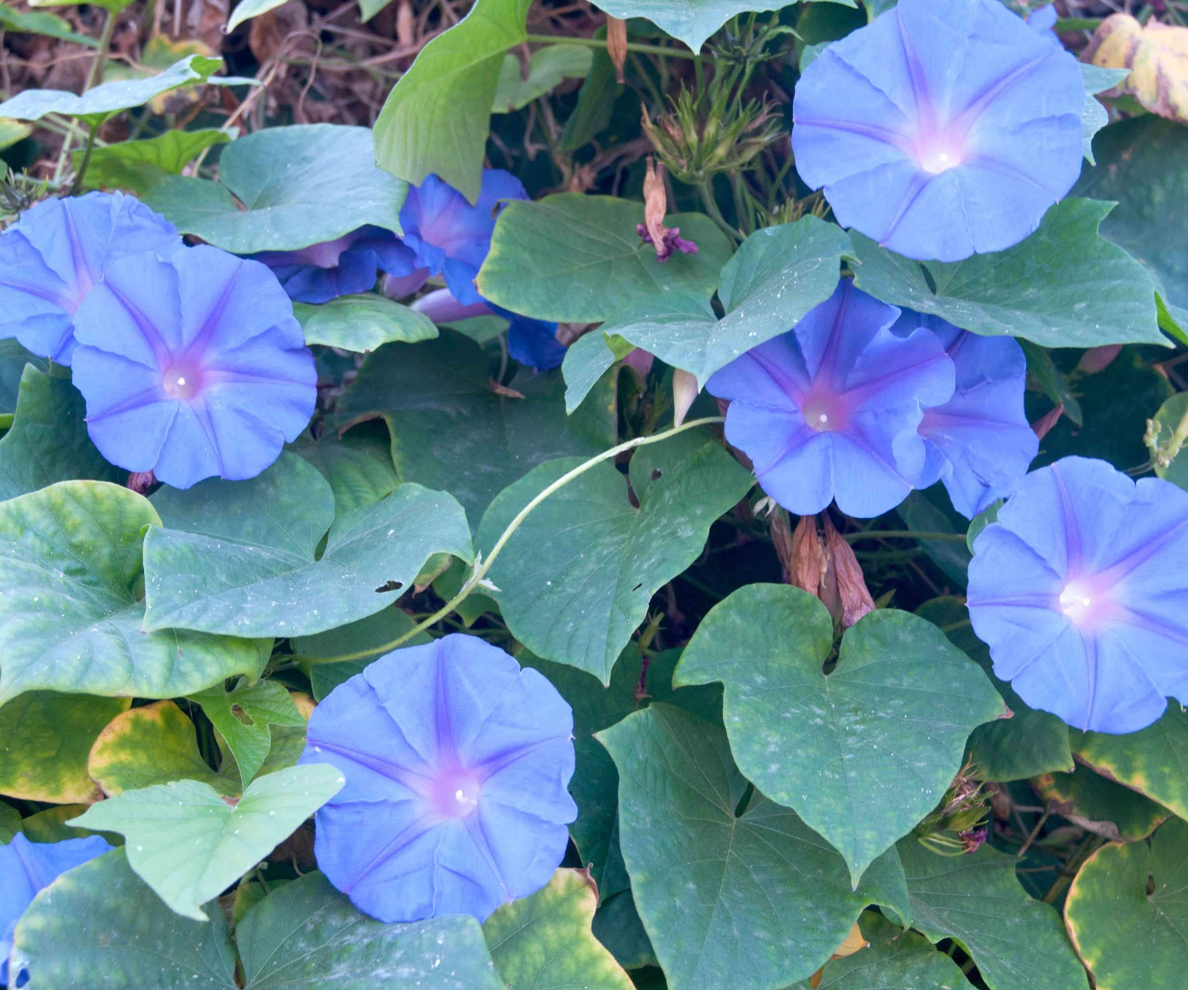 moonflower plant with blue flowers