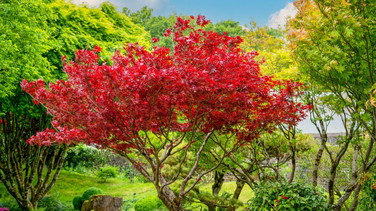 7 fastgrowing trees for shade and privacy Tom's Guide