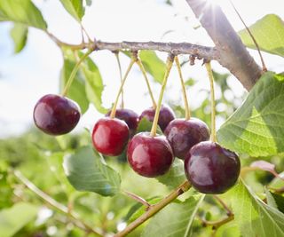 Red cherries on a cherry tree